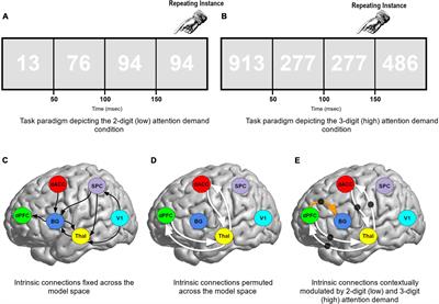 Sustained attention induces altered effective connectivity of the ascending thalamo-cortical relay in obsessive-compulsive disorder